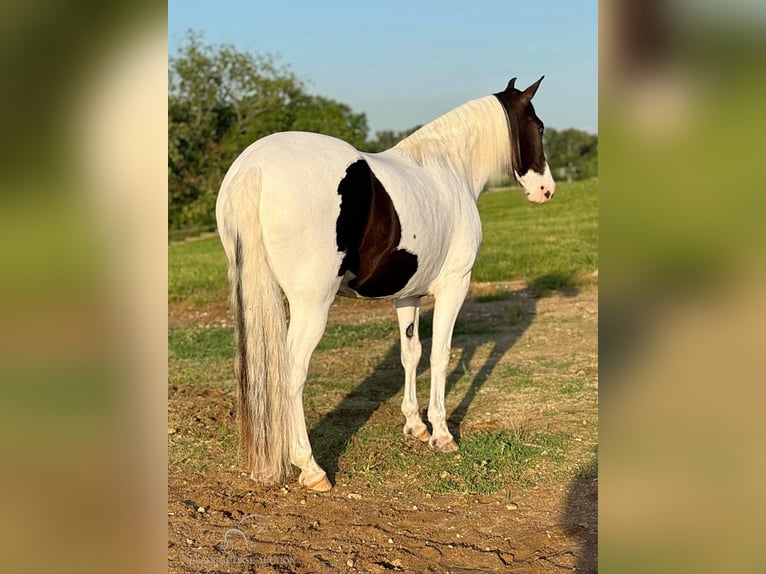 Caballo de silla manchada Caballo castrado 7 años 152 cm Tobiano-todas las-capas in Leslie, MO