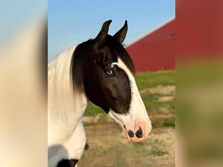 Caballo de silla manchada Caballo castrado 7 años 152 cm Tobiano-todas las-capas in Leslie, MO