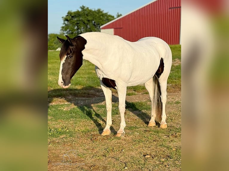 Caballo de silla manchada Caballo castrado 7 años 152 cm Tobiano-todas las-capas in Leslie, MO