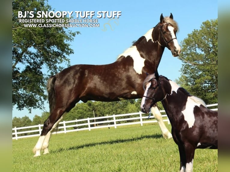 Caballo de silla manchada Caballo castrado 7 años 152 cm Tobiano-todas las-capas in Lewisburg, TN