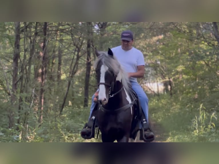 Caballo de silla manchada Caballo castrado 7 años 152 cm Tobiano-todas las-capas in Lewisburg, TN