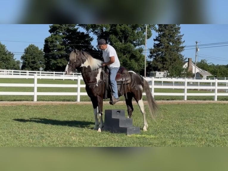 Caballo de silla manchada Caballo castrado 7 años 152 cm Tobiano-todas las-capas in Lewisburg, TN