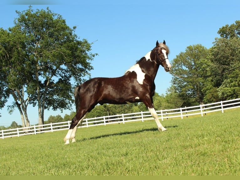 Caballo de silla manchada Caballo castrado 7 años 152 cm Tobiano-todas las-capas in Lewisburg, TN