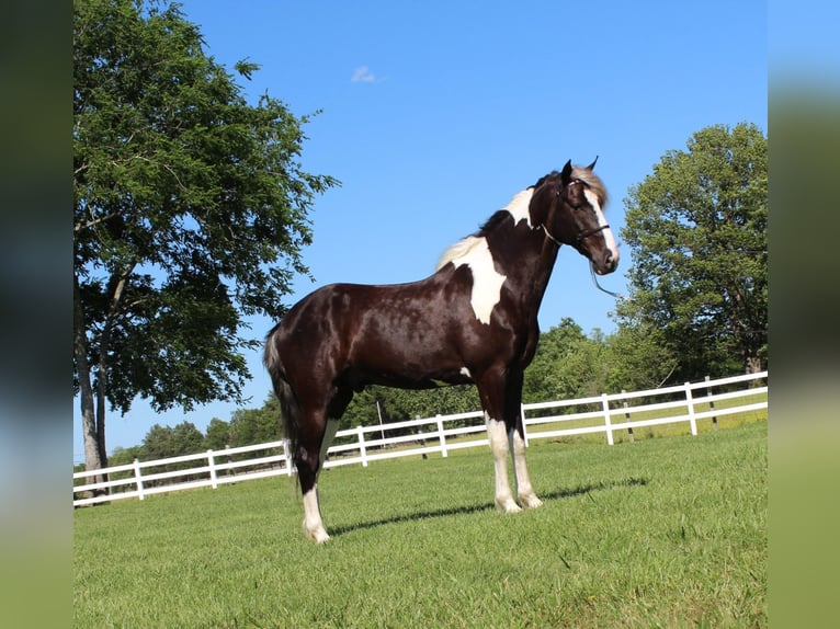 Caballo de silla manchada Caballo castrado 7 años 152 cm Tobiano-todas las-capas in Lewisburg, TN