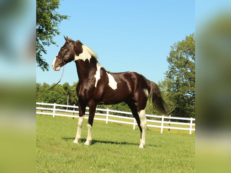 Caballo de silla manchada Caballo castrado 7 años 152 cm Tobiano-todas las-capas in Lewisburg, TN