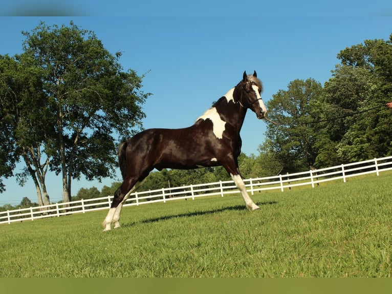 Caballo de silla manchada Caballo castrado 7 años 152 cm Tobiano-todas las-capas in Lewisburg, TN