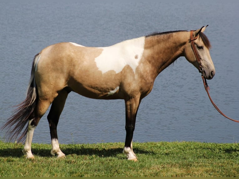 Caballo de silla manchada Caballo castrado 7 años 155 cm Tobiano-todas las-capas in wHITLEY cITY ky