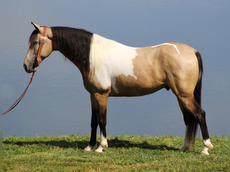 Caballo de silla manchada Caballo castrado 7 años 155 cm Tobiano-todas las-capas in wHITLEY cITY ky