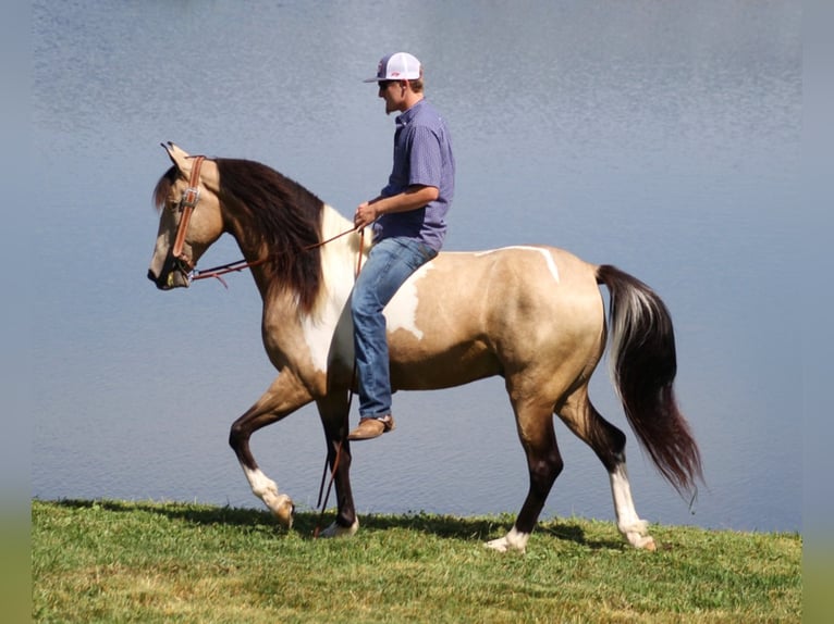 Caballo de silla manchada Caballo castrado 7 años 155 cm Tobiano-todas las-capas in wHITLEY cITY ky