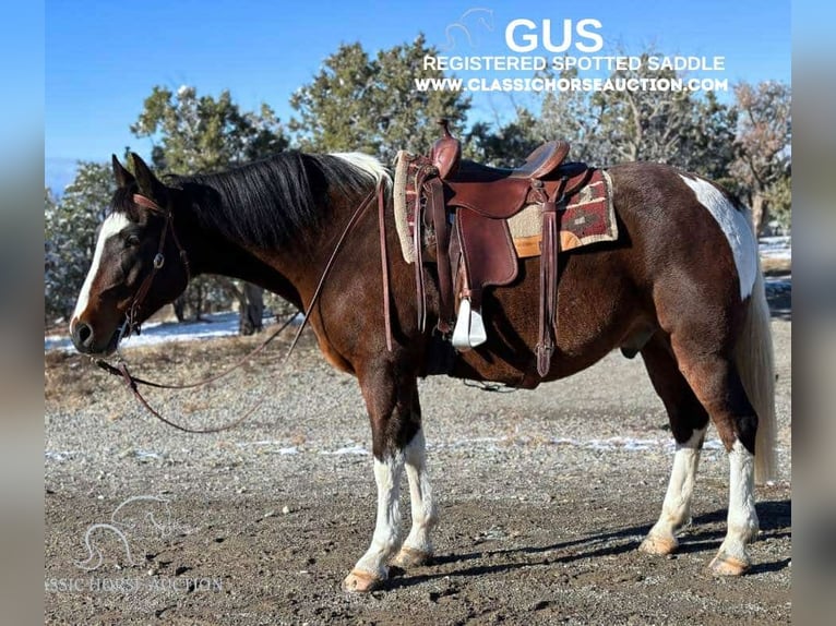 Caballo de silla manchada Caballo castrado 7 años 163 cm Castaño rojizo in Crawford, COLORADO