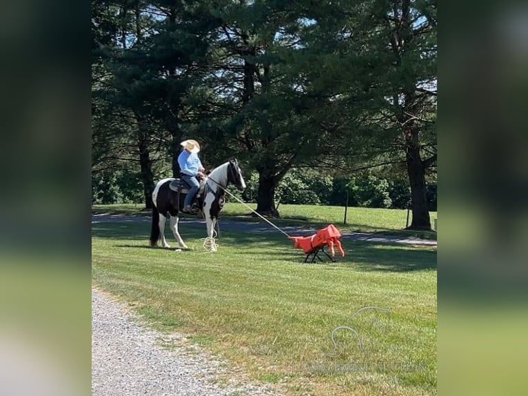 Caballo de silla manchada Caballo castrado 7 años 163 cm Tobiano-todas las-capas in Hagerstown, MD