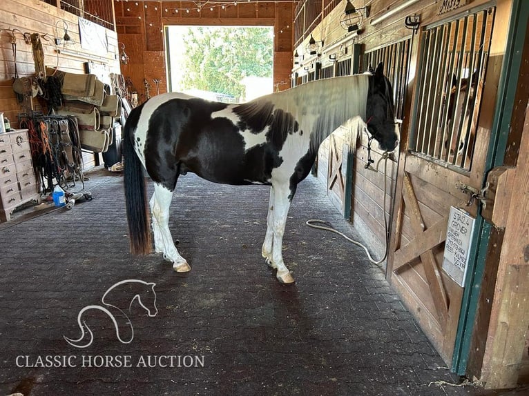 Caballo de silla manchada Caballo castrado 7 años 163 cm Tobiano-todas las-capas in Hagerstown, MD