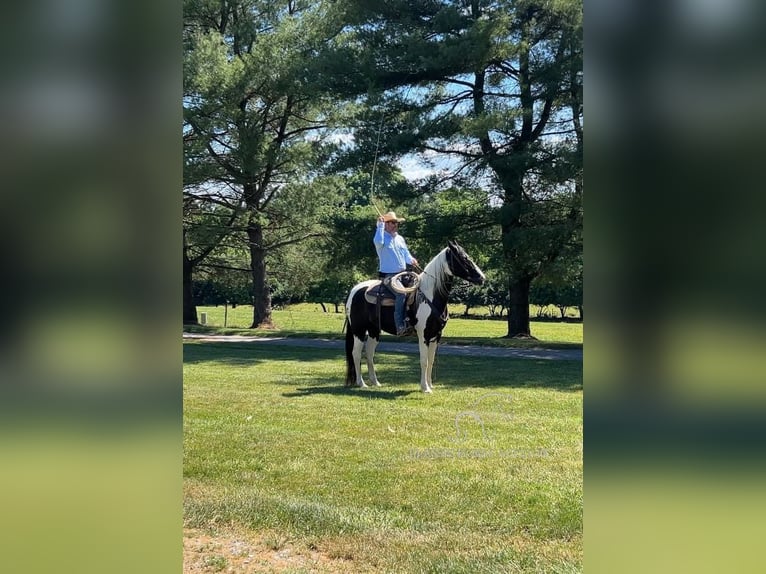 Caballo de silla manchada Caballo castrado 7 años 163 cm Tobiano-todas las-capas in Hagerstown, MD