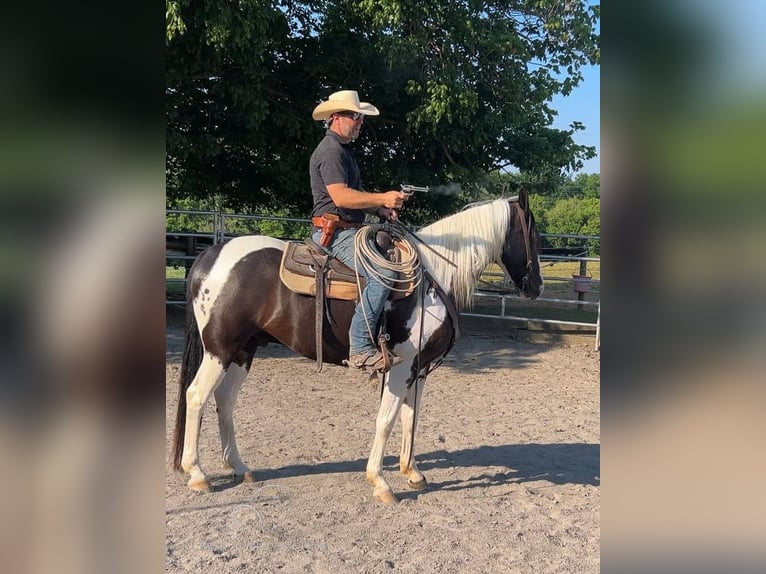 Caballo de silla manchada Caballo castrado 7 años 163 cm Tobiano-todas las-capas in Hagerstown, MD