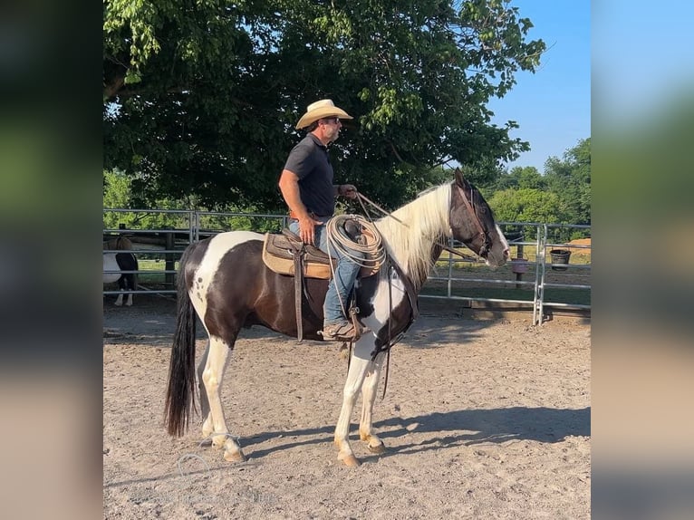 Caballo de silla manchada Caballo castrado 7 años 163 cm Tobiano-todas las-capas in Hagerstown, MD