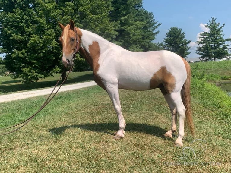 Caballo de silla manchada Caballo castrado 8 años 132 cm Alazán rojizo in Lawrenceburg, KY