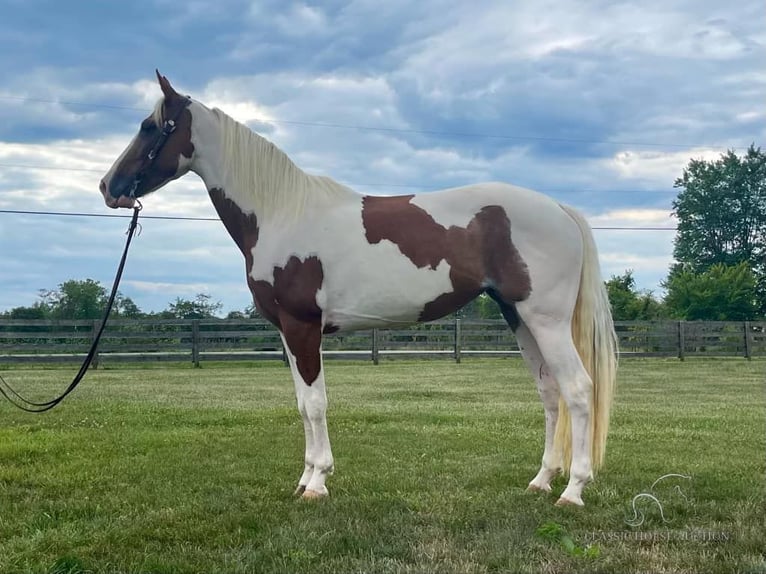 Caballo de silla manchada Caballo castrado 8 años 142 cm Tobiano-todas las-capas in Moscow, OHIO