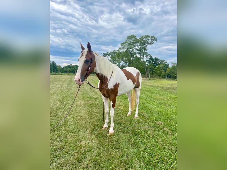 Caballo de silla manchada Caballo castrado 8 años 142 cm Tobiano-todas las-capas in Moscow, OHIO