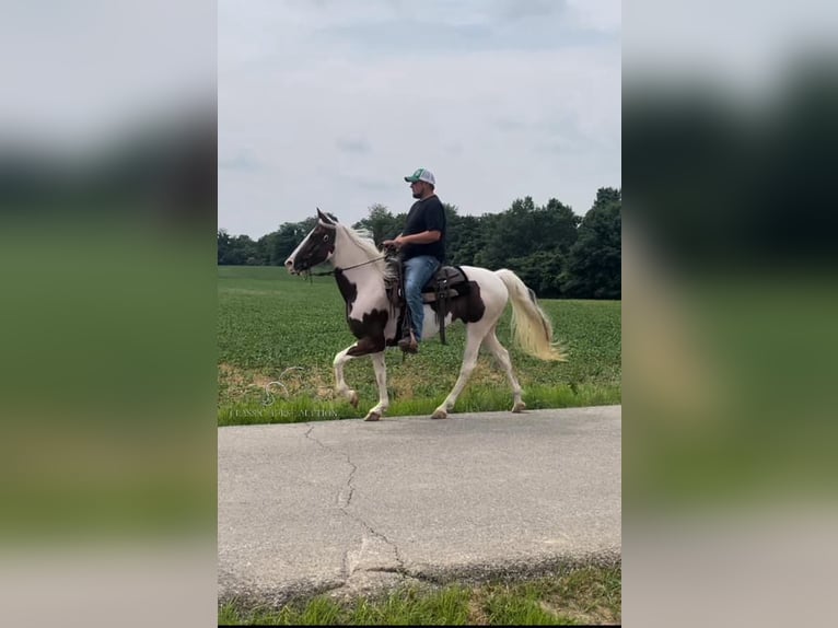 Caballo de silla manchada Caballo castrado 8 años 142 cm Tobiano-todas las-capas in Moscow, OHIO