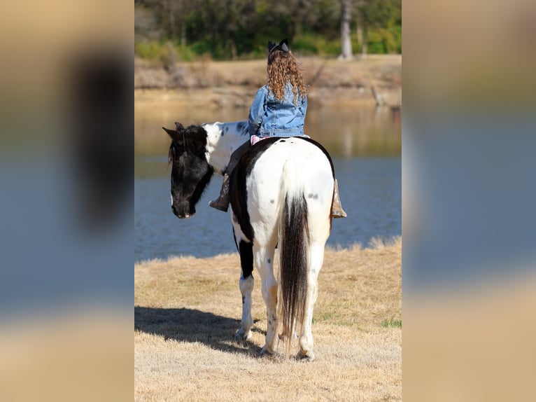 Caballo de silla manchada Caballo castrado 8 años 147 cm Pío in Forney