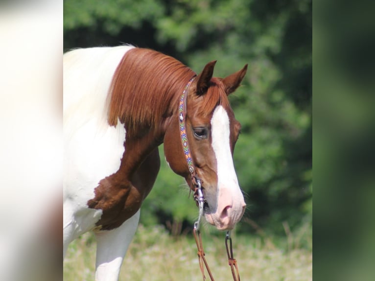 Caballo de silla manchada Caballo castrado 8 años 147 cm Tobiano-todas las-capas in Jamestown KY