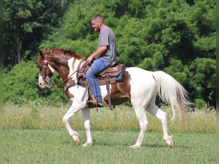 Caballo de silla manchada Caballo castrado 8 años 147 cm Tobiano-todas las-capas in Jamestown KY