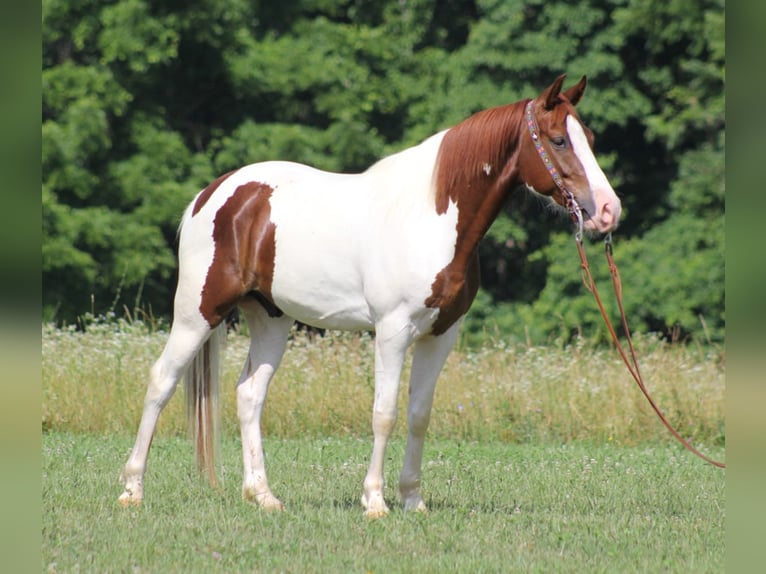 Caballo de silla manchada Caballo castrado 8 años 147 cm Tobiano-todas las-capas in Jamestown KY