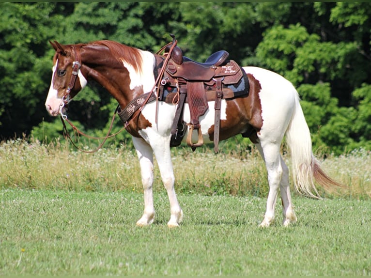 Caballo de silla manchada Caballo castrado 8 años 147 cm Tobiano-todas las-capas in Jamestown KY