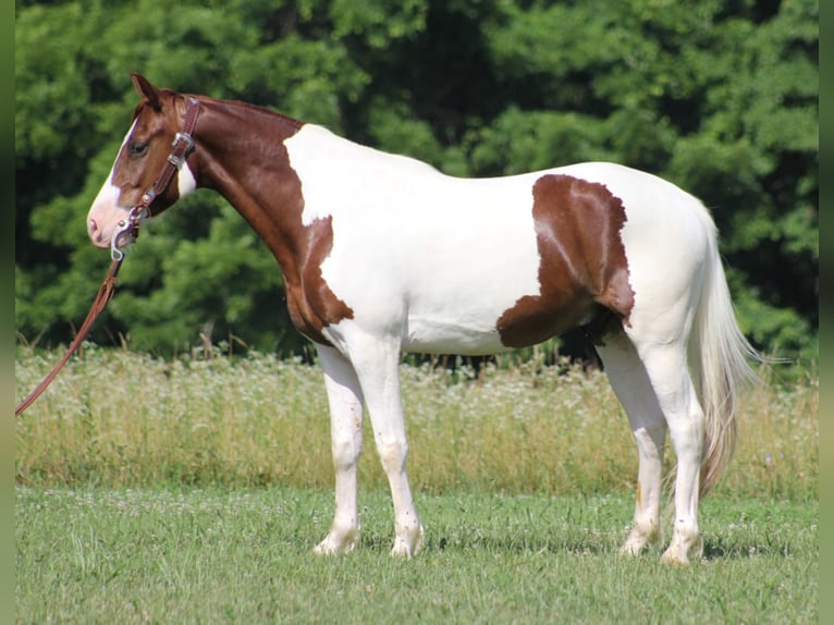 Caballo de silla manchada Caballo castrado 8 años 147 cm Tobiano-todas las-capas in Jamestown KY