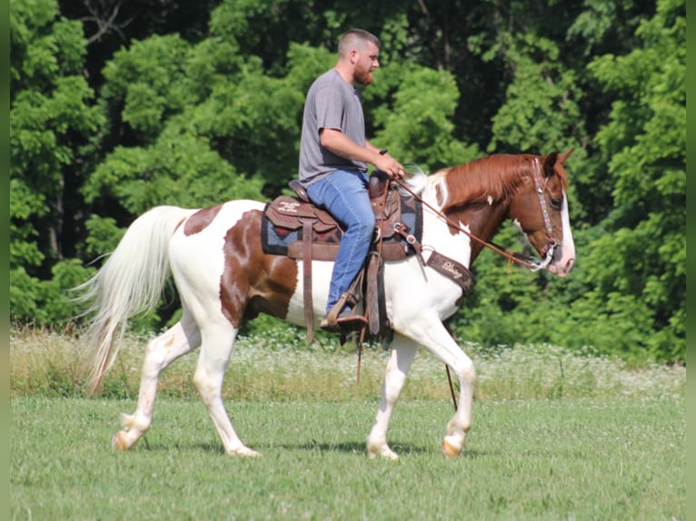 Caballo de silla manchada Caballo castrado 8 años 147 cm Tobiano-todas las-capas in Jamestown KY