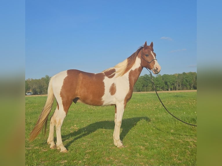 Caballo de silla manchada Mestizo Caballo castrado 8 años 152 cm Pío in Marion