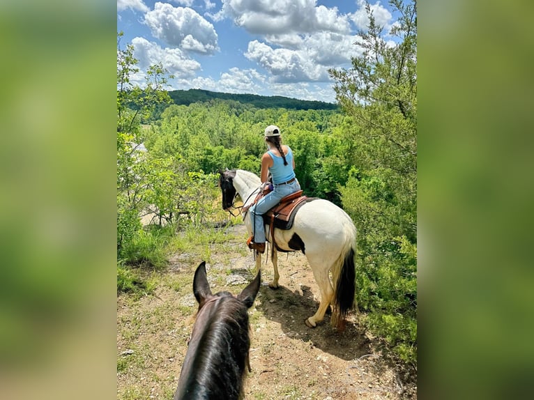 Caballo de silla manchada Caballo castrado 8 años 152 cm Tobiano-todas las-capas in Leslie, MO