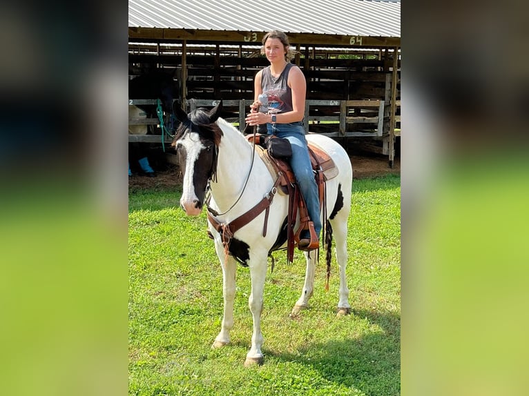 Caballo de silla manchada Caballo castrado 8 años 152 cm Tobiano-todas las-capas in Leslie, MO