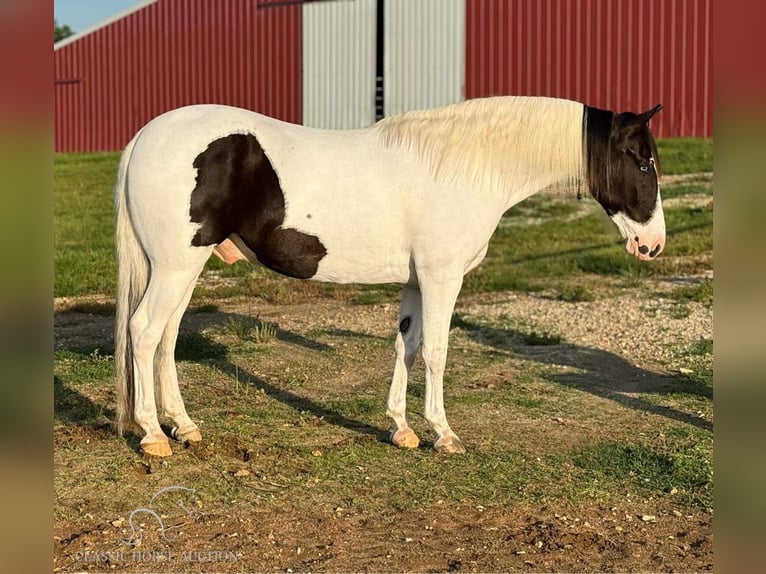 Caballo de silla manchada Caballo castrado 8 años 152 cm Tobiano-todas las-capas in Leslie, MO