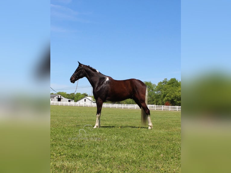 Caballo de silla manchada Caballo castrado 8 años 152 cm Tobiano-todas las-capas in Lewisburg,TN