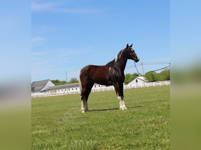 Caballo de silla manchada Caballo castrado 8 años 152 cm Tobiano-todas las-capas in Lewisburg,TN