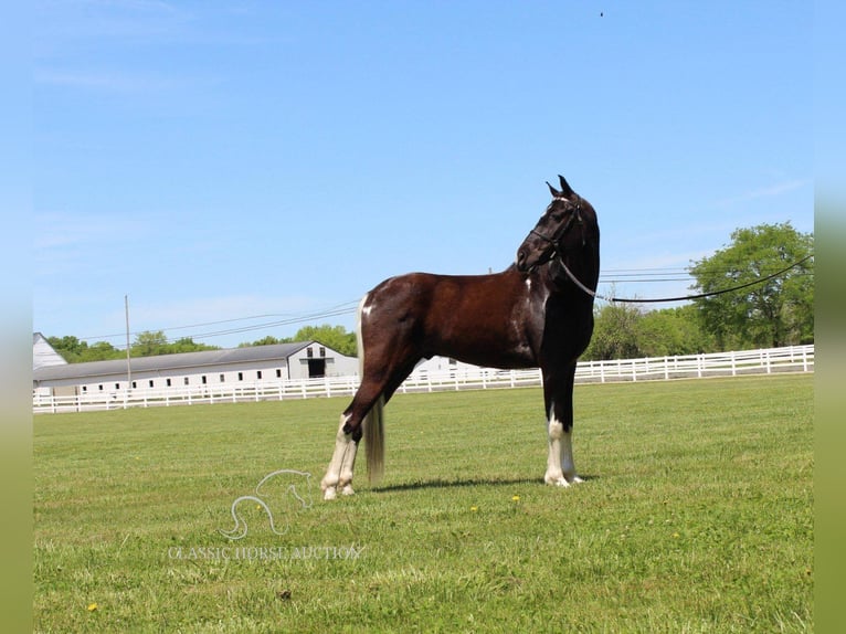 Caballo de silla manchada Caballo castrado 8 años 152 cm Tobiano-todas las-capas in Lewisburg,TN