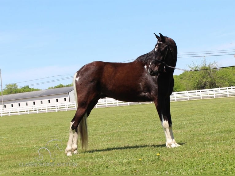 Caballo de silla manchada Caballo castrado 8 años 152 cm Tobiano-todas las-capas in Lewisburg,TN