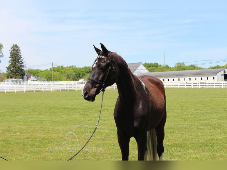 Caballo de silla manchada Caballo castrado 8 años 152 cm Tobiano-todas las-capas in Lewisburg,TN