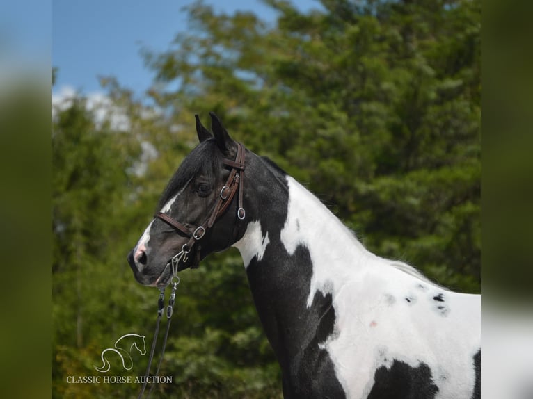 Caballo de silla manchada Caballo castrado 8 años 152 cm Tobiano-todas las-capas in Hustonville, KY