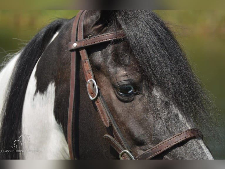 Caballo de silla manchada Caballo castrado 8 años 152 cm Tobiano-todas las-capas in Hustonville, KY