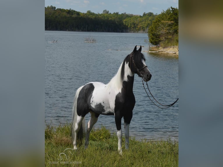 Caballo de silla manchada Caballo castrado 8 años 152 cm Tobiano-todas las-capas in Hustonville, KY