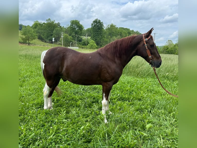 Caballo de silla manchada Caballo castrado 8 años 152 cm Tobiano-todas las-capas in Moscow OH