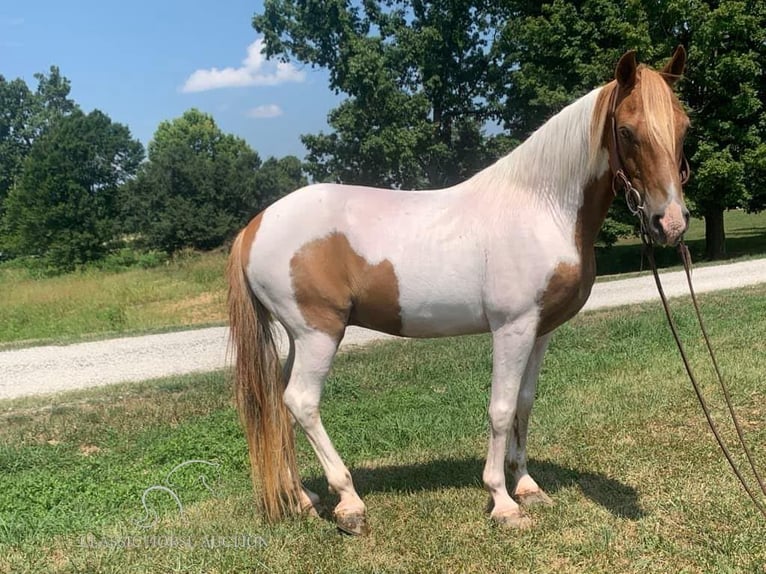 Caballo de silla manchada Caballo castrado 9 años 132 cm Alazán rojizo in Lawrenceburg, KY