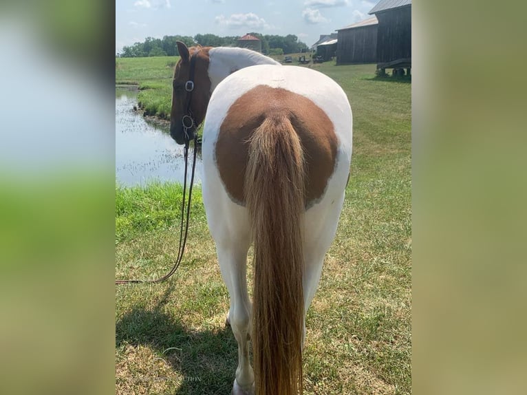 Caballo de silla manchada Caballo castrado 9 años 132 cm Alazán rojizo in Lawrenceburg, KY