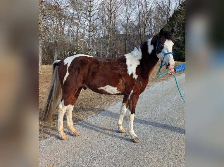 Caballo de silla manchada Caballo castrado 9 años 142 cm Tobiano-todas las-capas in Spencer, TN