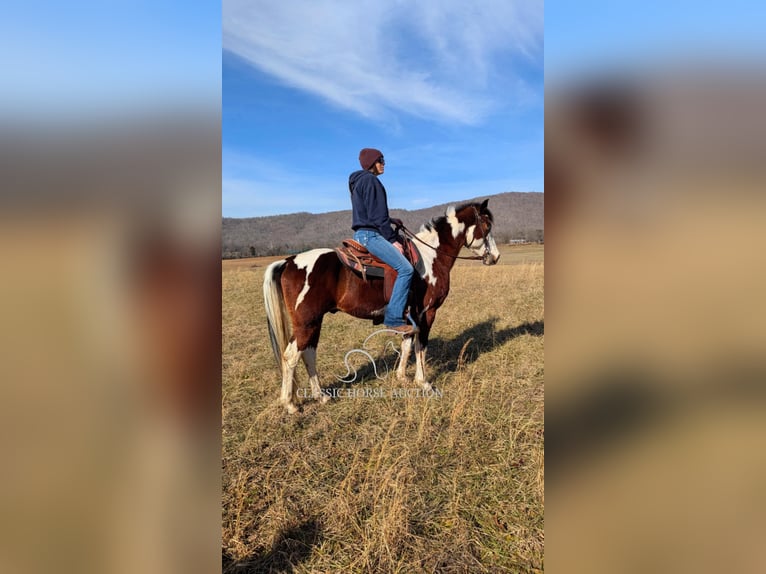 Caballo de silla manchada Caballo castrado 9 años 142 cm Tobiano-todas las-capas in Spencer, TN