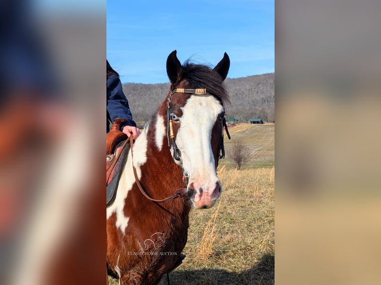 Caballo de silla manchada Caballo castrado 9 años 142 cm Tobiano-todas las-capas in Spencer, TN