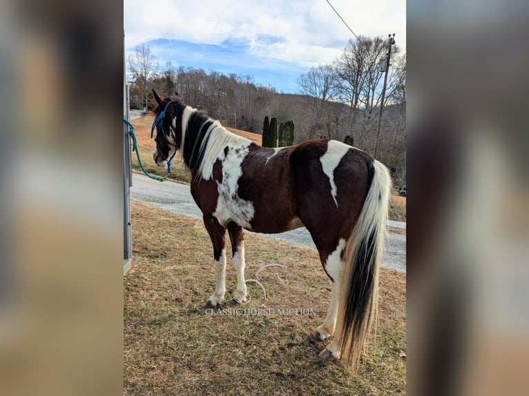 Caballo de silla manchada Caballo castrado 9 años 142 cm Tobiano-todas las-capas in Spencer, TN