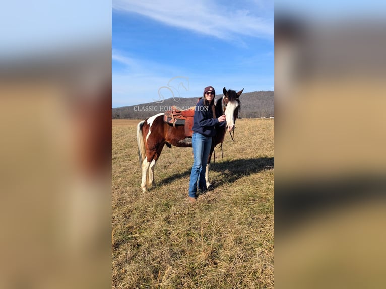 Caballo de silla manchada Caballo castrado 9 años 142 cm Tobiano-todas las-capas in Spencer, TN